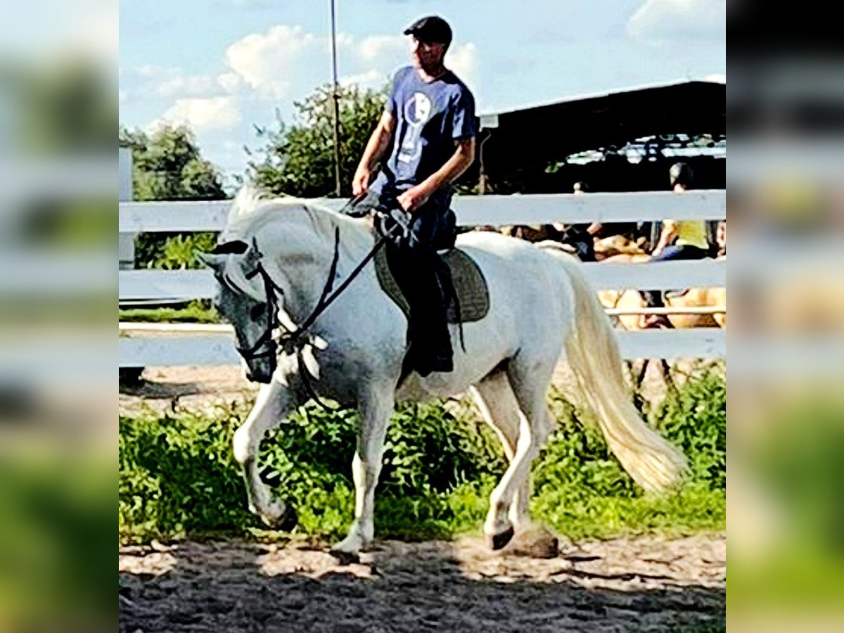 Kladruber Caballo castrado 11 años 167 cm White/Blanco in Prague