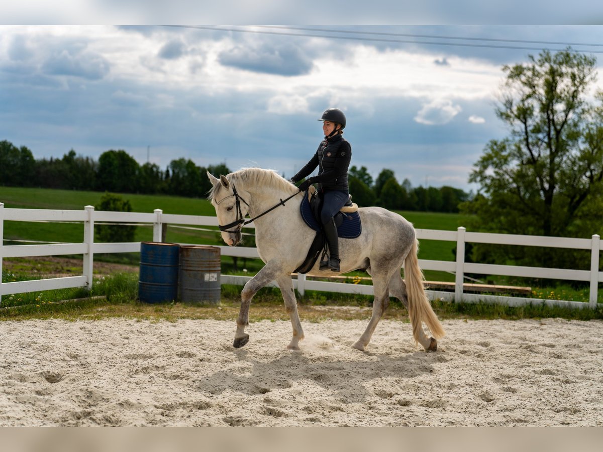 Kladruber Caballo castrado 5 años 168 cm White/Blanco in Byst&#x159;ice nad Pern&#x161;tejnem