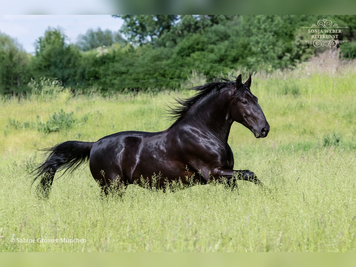Kladruber Castrone 5 Anni 162 cm Morello in Bad Vilbel