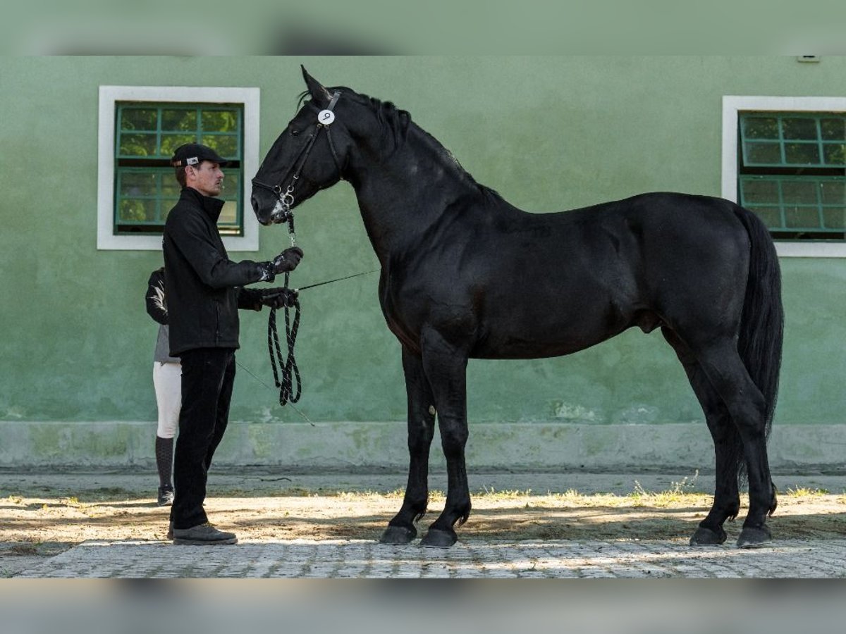 Kladruber Étalon 10 Ans 166 cm Noir in Havlíčkův Brod