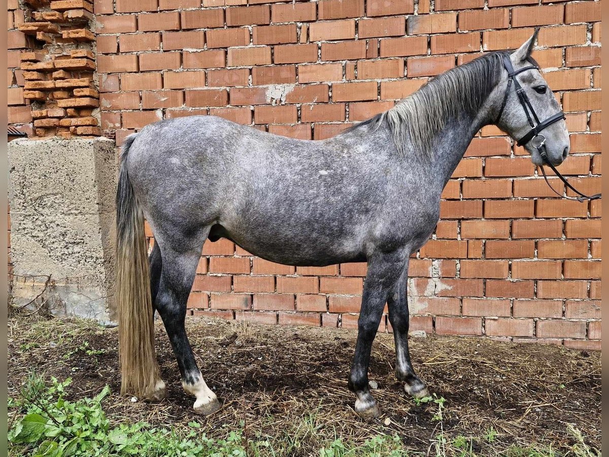 Kladruber Hongre 5 Ans 164 cm Rouan bleu in Neveklov