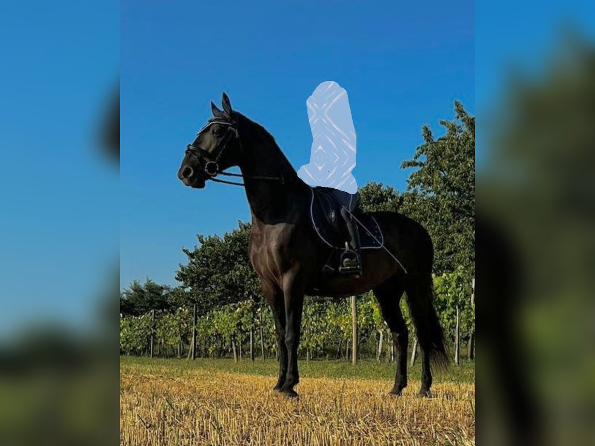 Kladruber Hongre 8 Ans 170 cm Bai brun in Zlate Moravce