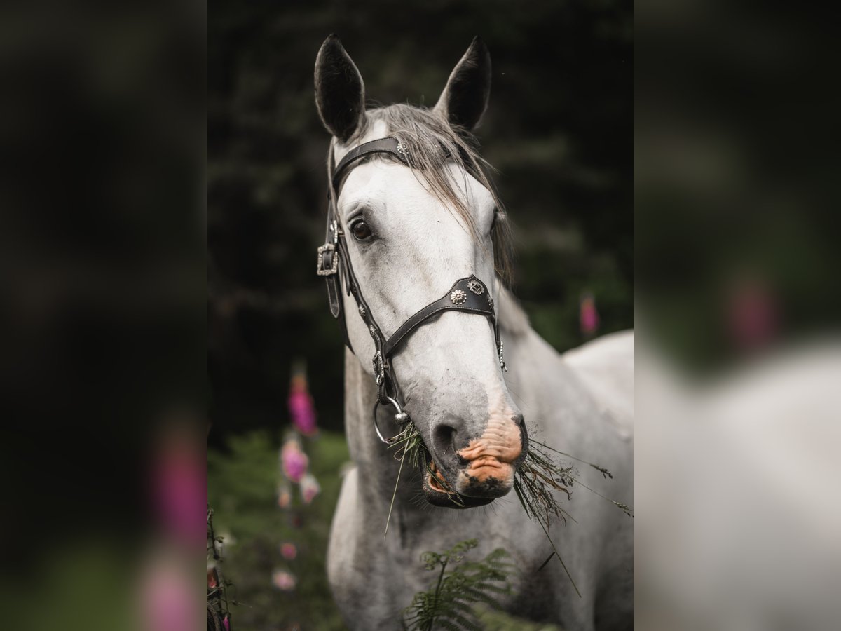 Kladruber Wallach 7 Jahre 172 cm White in D&#x11B;&#x10D;&#xED;n