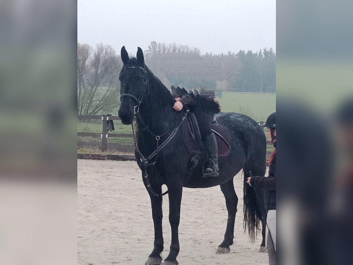 Kladruber Mix Wallach 8 Jahre 170 cm Rappe in Hradec kralove