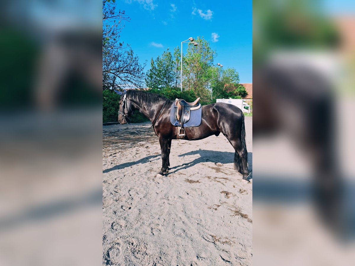 Kladruby Gelding 9 years 18 hh Black in Prague