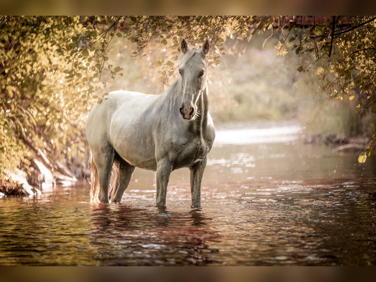 Kladruby Mix Mare 16 years 15,1 hh White in Welling