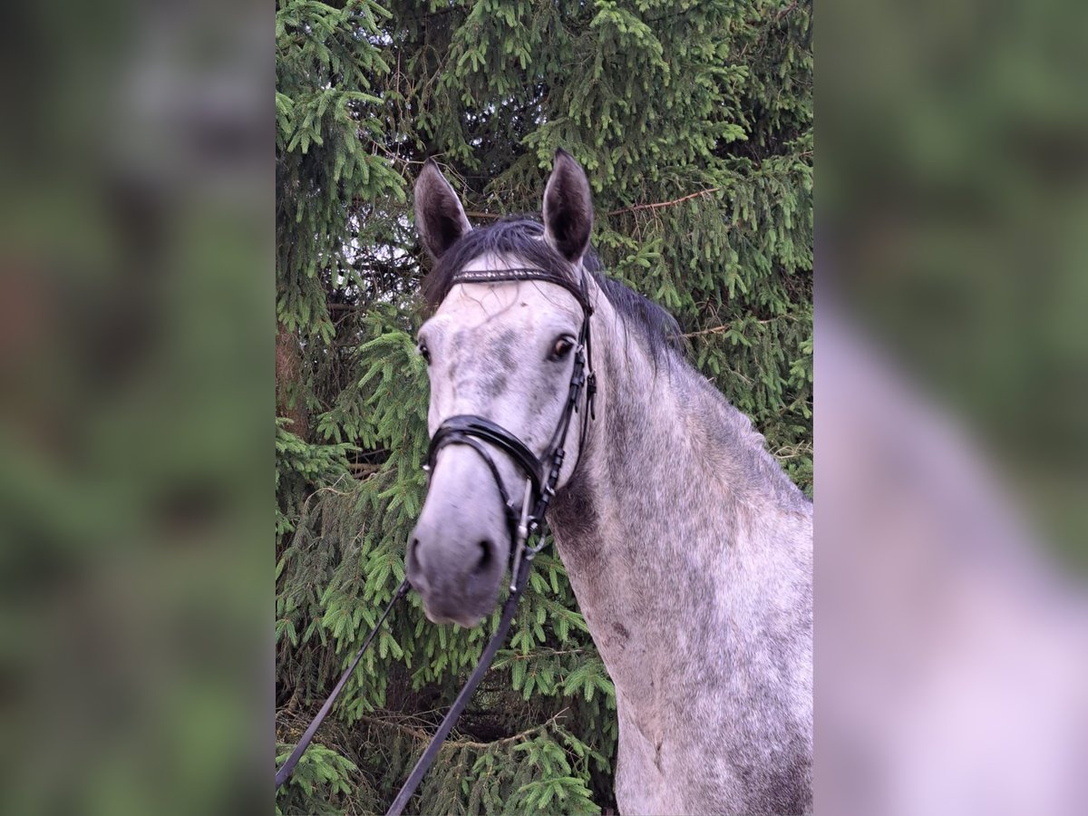 Kladruby Mare 6 years 16,2 hh in Izbica