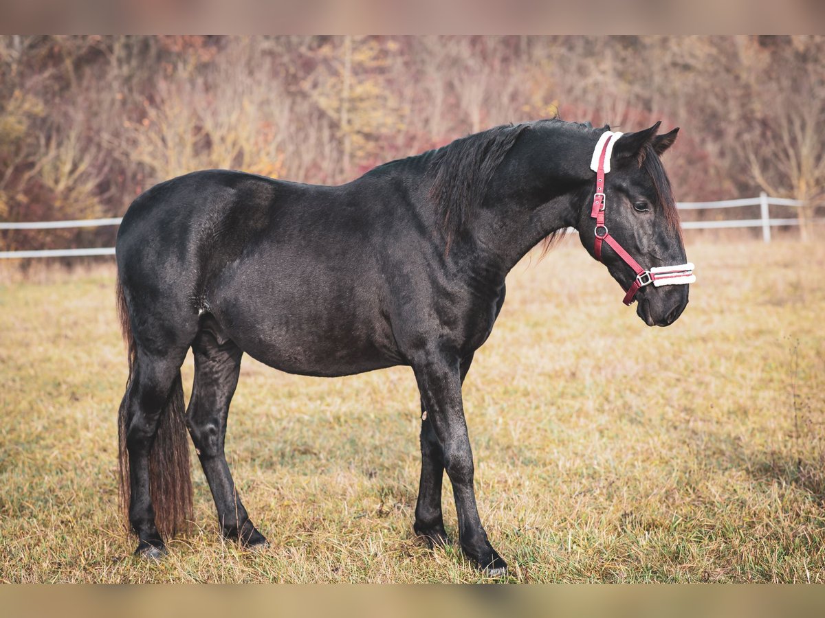 Kladruby Stallion 2 years Black in Brno