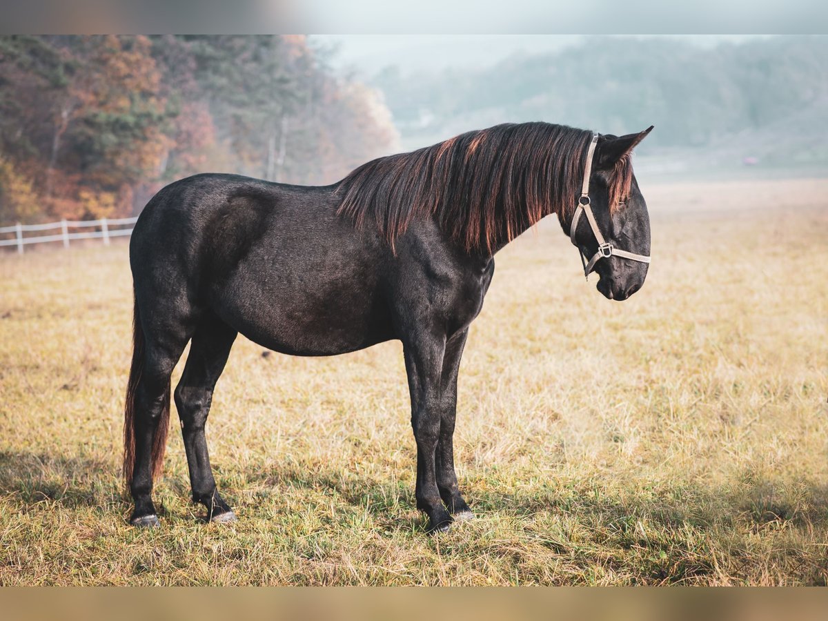 Kladruby Stallion 3 years Black in Brno