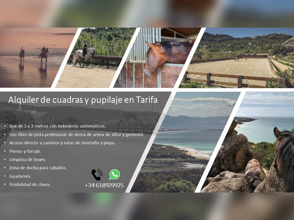 Stables and paddock for rent, and livery service in Tarifa (Cádiz)