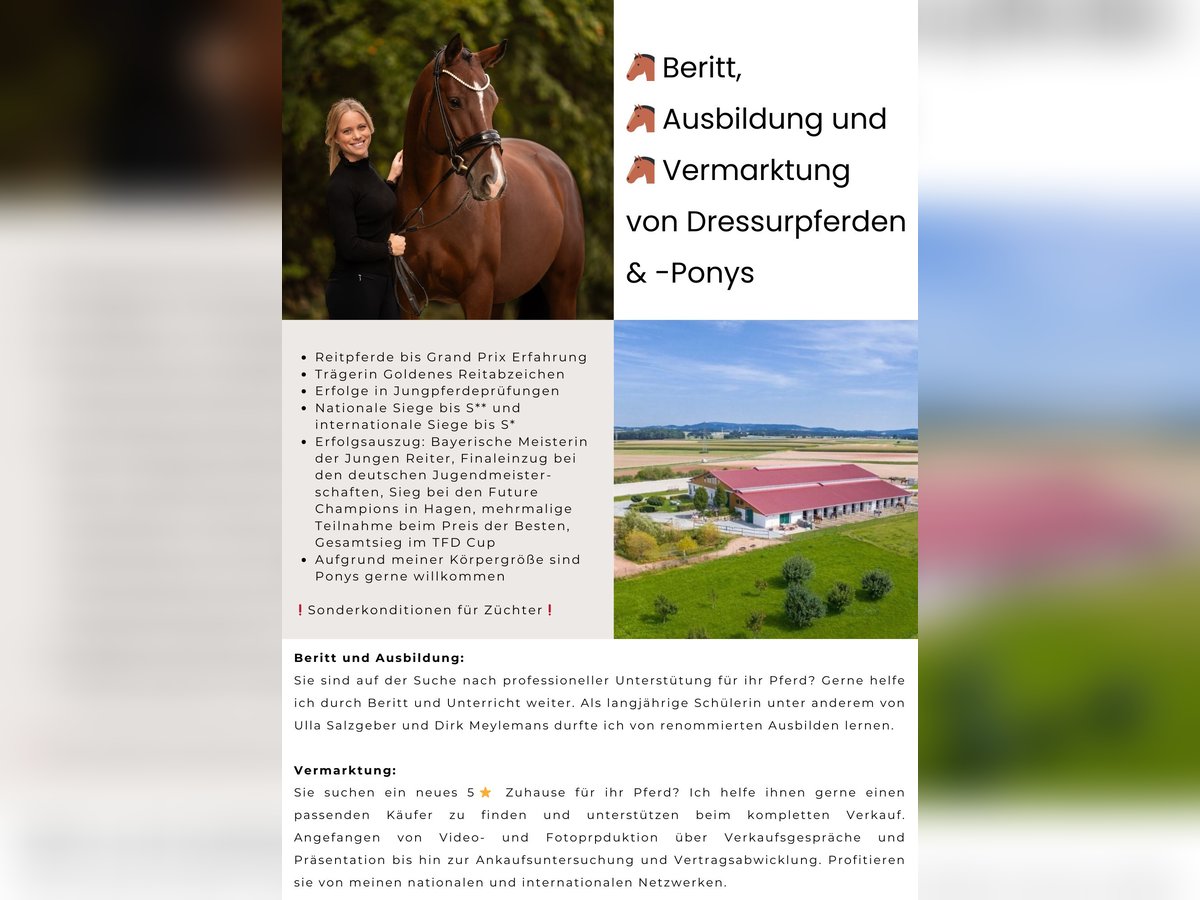 Ausbildung, Beritt und Vermarktung von Dressurpferden & Ponys 