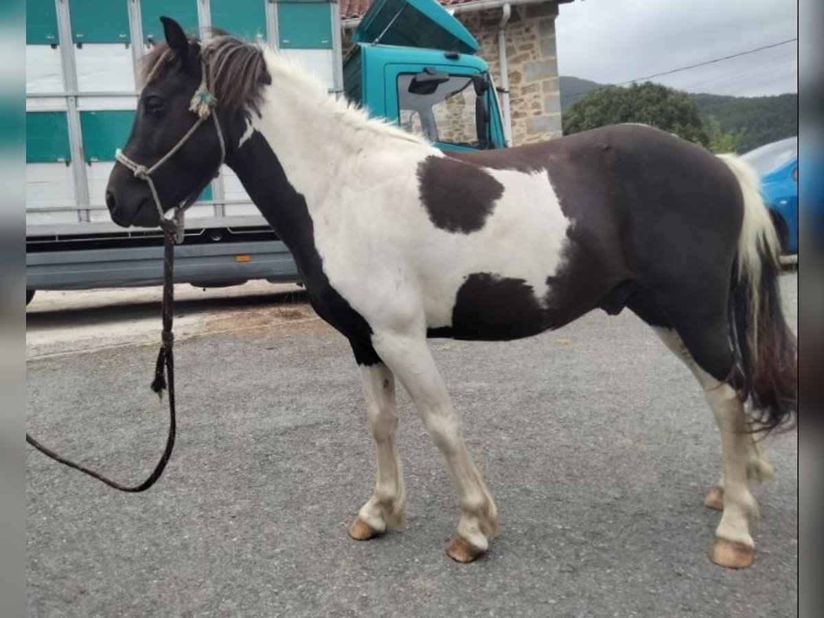 Klassisk ponny Hingst 3 år 125 cm Pinto in Zurbao