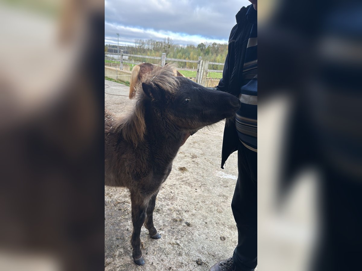 Klassisk ponny Hingst Föl (06/2024) 105 cm Mörkbrun in Saarlouis