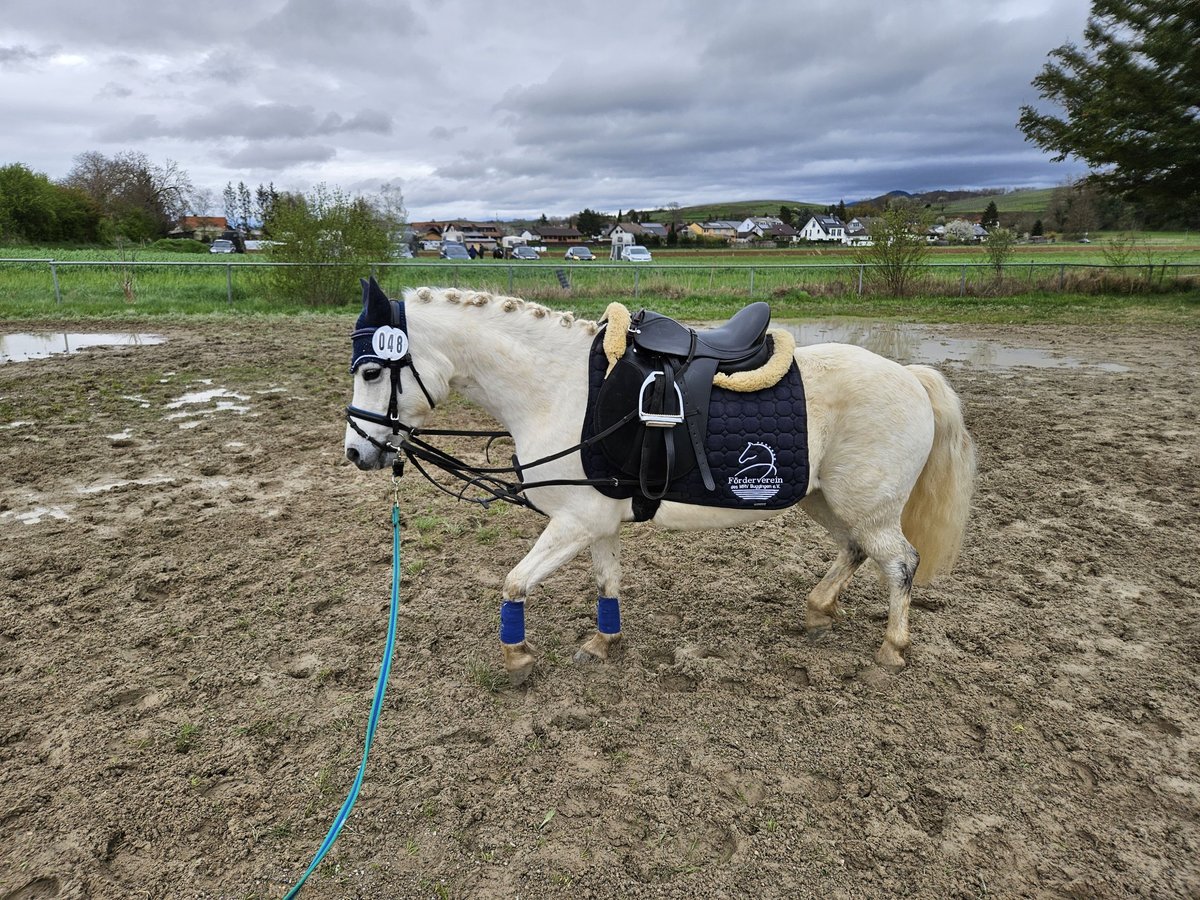 Klassisk ponny Blandning Valack 10 år 116 cm Grå in Buggingen