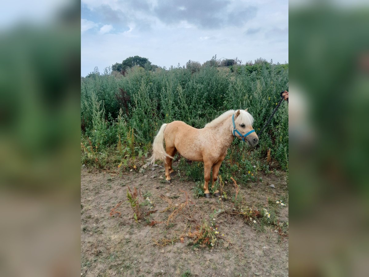 Klassisk ponny Blandning Valack 12 år 88 cm Palomino in Beynes