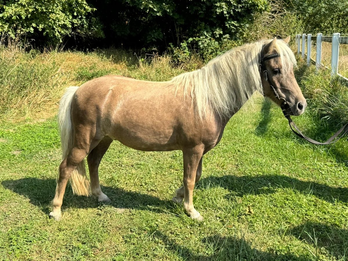 Klassisk ponny Valack 13 år 105 cm in Sehnde