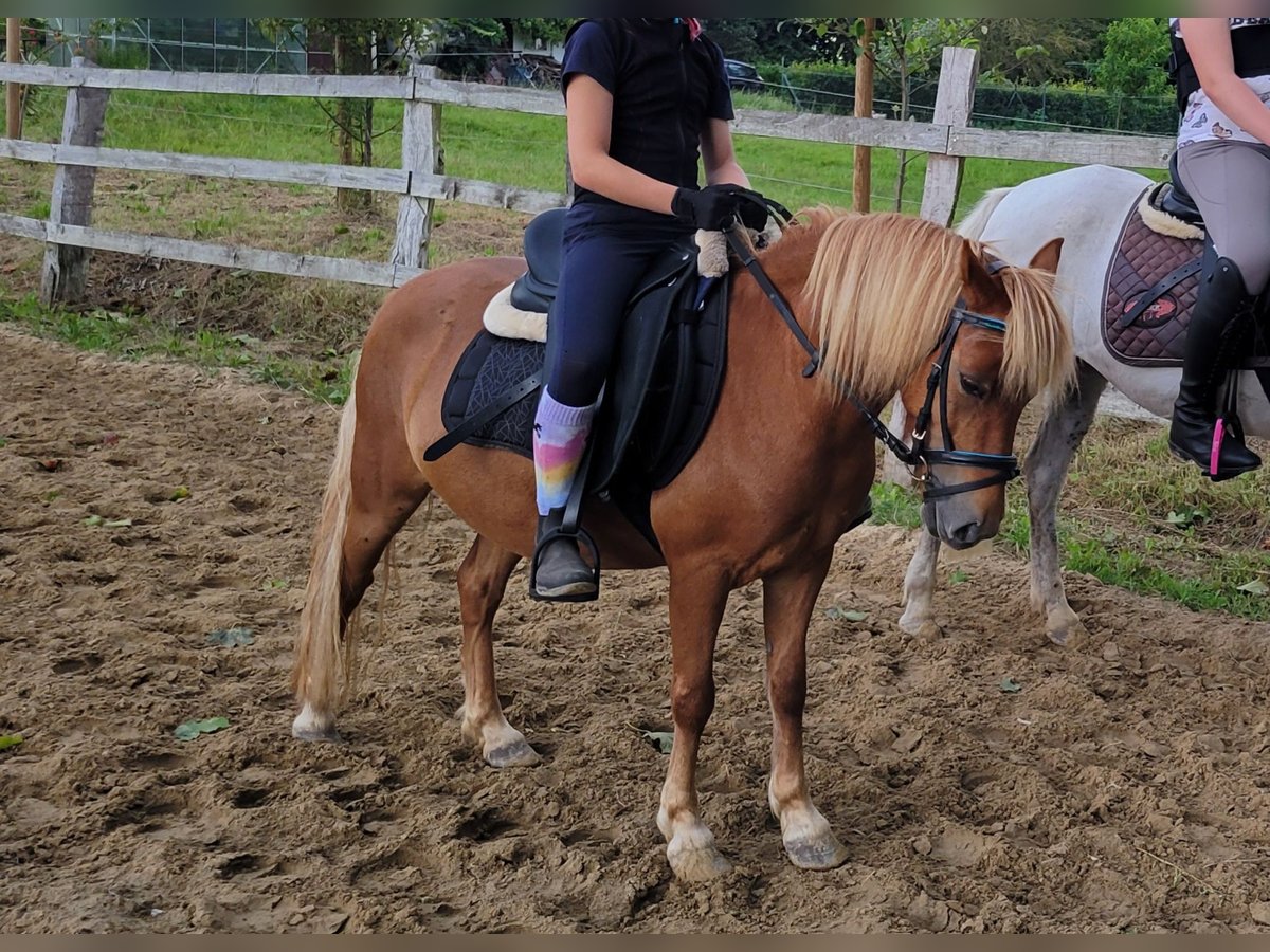 Klassisk ponny Valack 5 år 113 cm fux in Schwasdorf