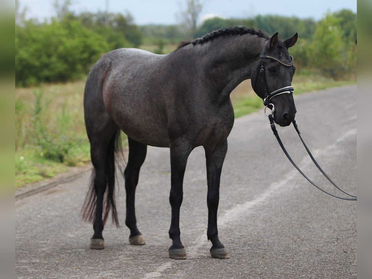 Klassisk ponny Valack 8 år 146 cm Grå in Bekesszentandras