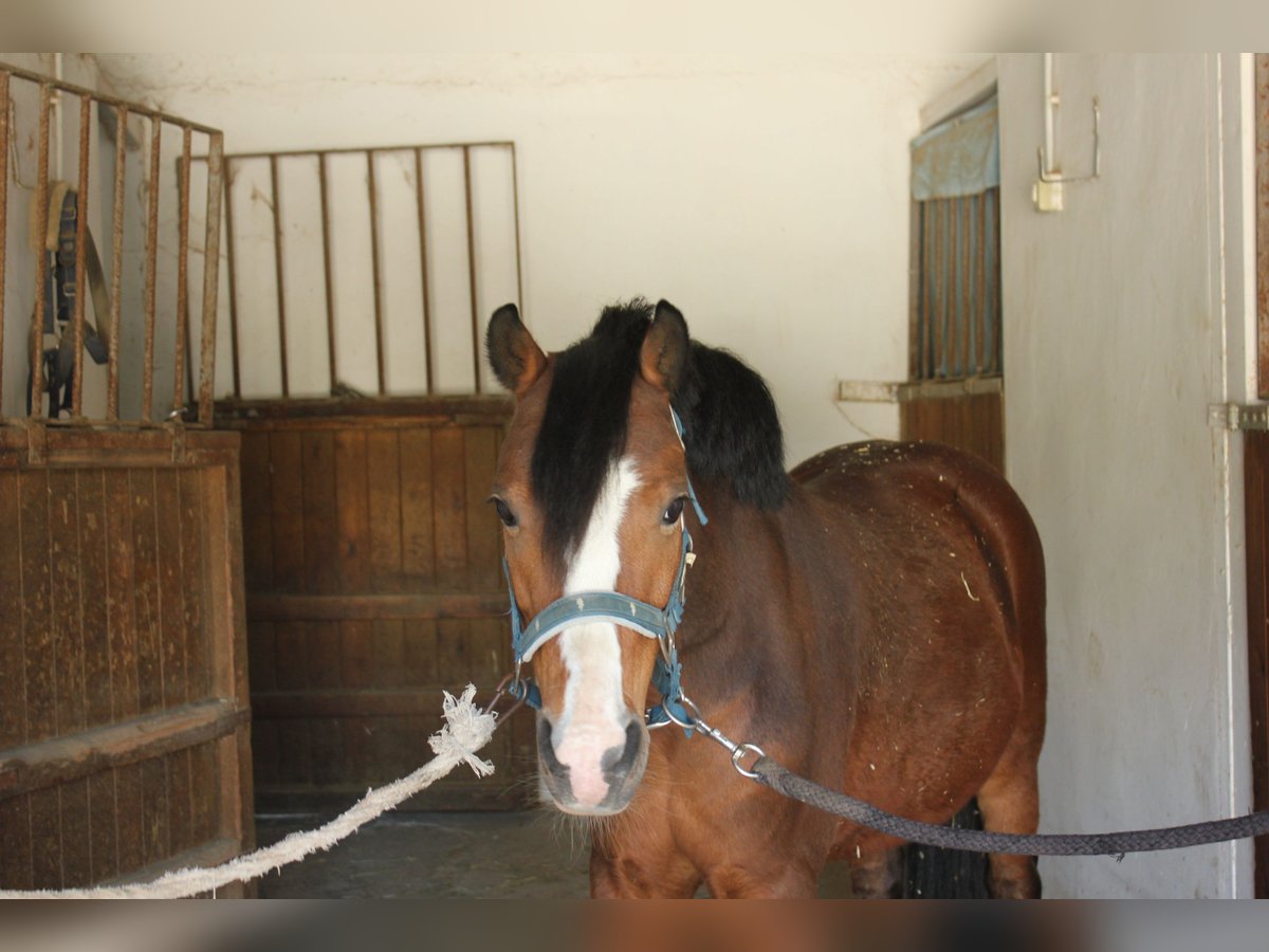 Klassisk ponny Blandning Valack 9 år 125 cm Ljusbrun in Argentona