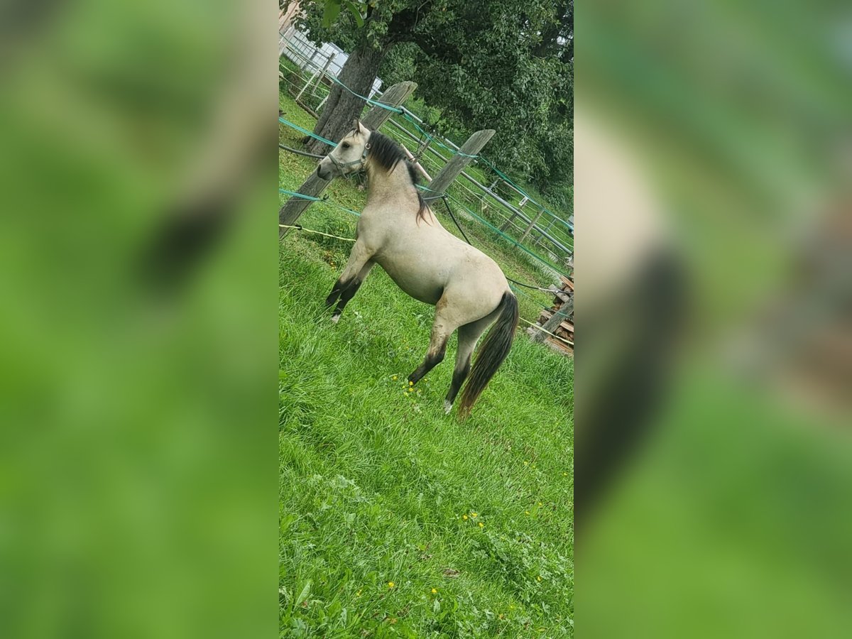 Klein Duits rijpaard Hengst 2 Jaar 120 cm Falbe in Wangen im Allgäu