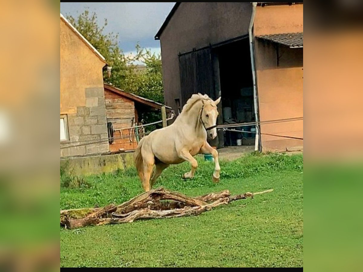 Klein Duits rijpaard Hengst 4 Jaar 162 cm Palomino in Adelshofen