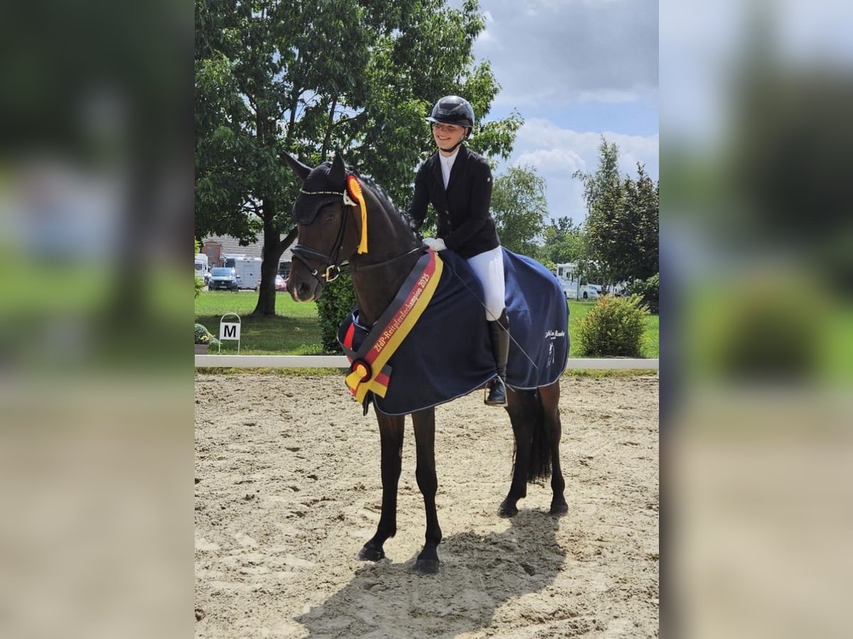 Klein Duits rijpaard Hengst 4 Jaar 164 cm Zwartbruin in Ahrensburg