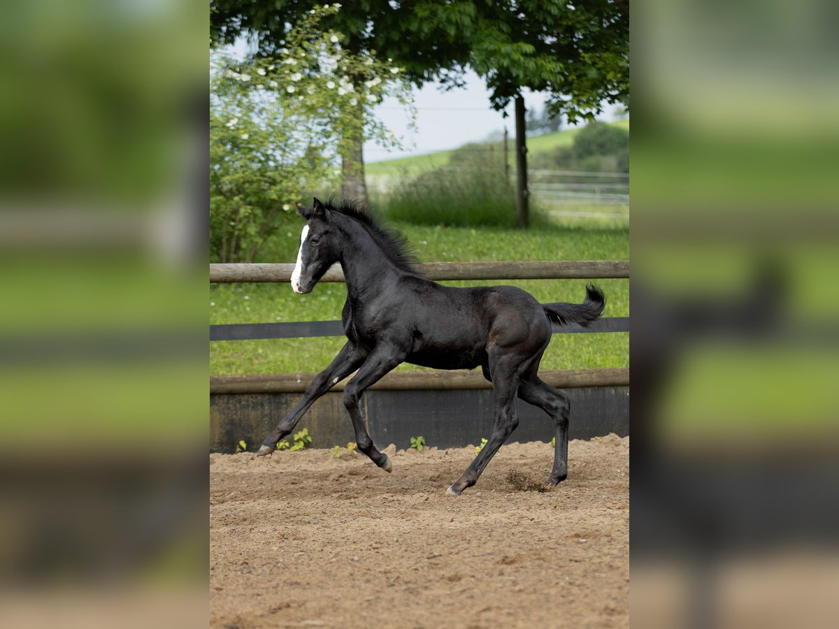 Klein Duits rijpaard Mix Hengst veulen (03/2024) 160 cm Blauwschimmel in Marxheim