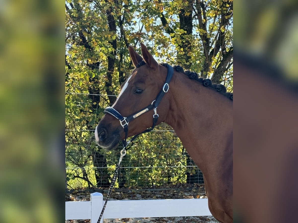 Klein Duits rijpaard Merrie 10 Jaar 155 cm Vos in Hülben