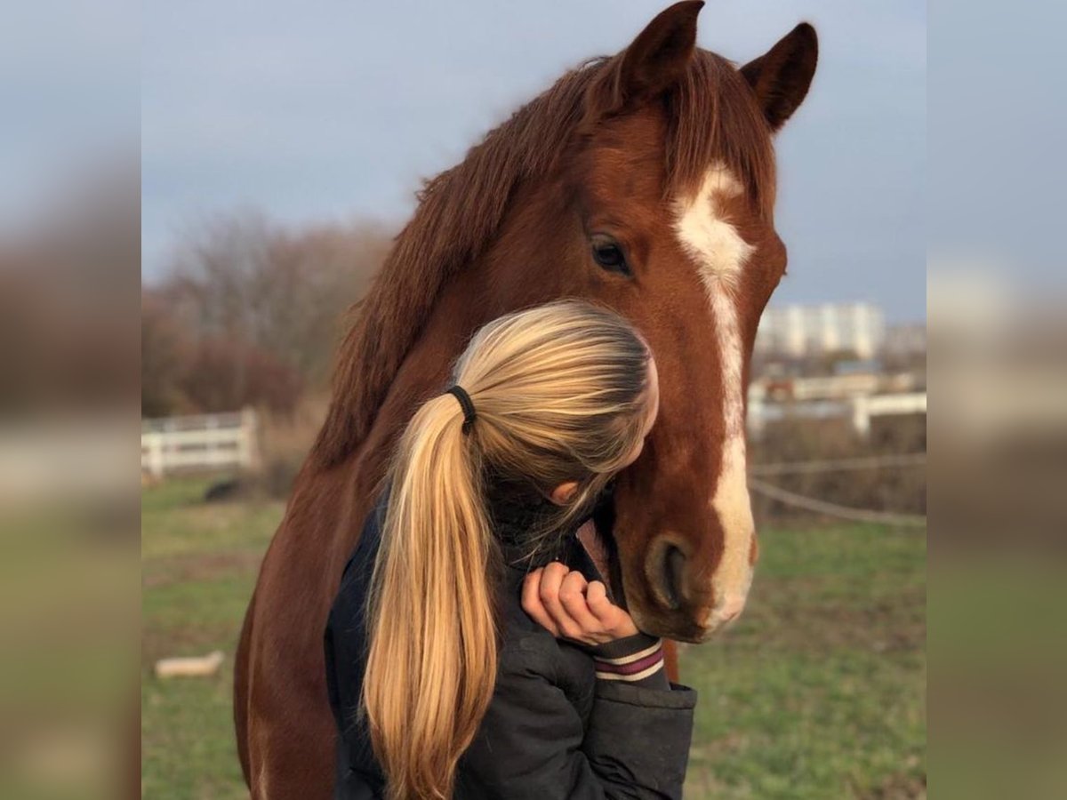 Klein Duits rijpaard Merrie 12 Jaar 155 cm Vos in Berlin