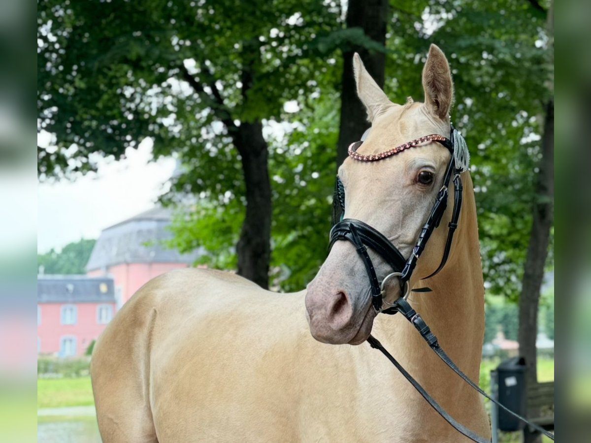 Klein Duits rijpaard Merrie 4 Jaar 142 cm Champagne in Hemmoor Klein Duits rijpaard Merrie 4 Jaar 142 cm Champagne in Hemmoor