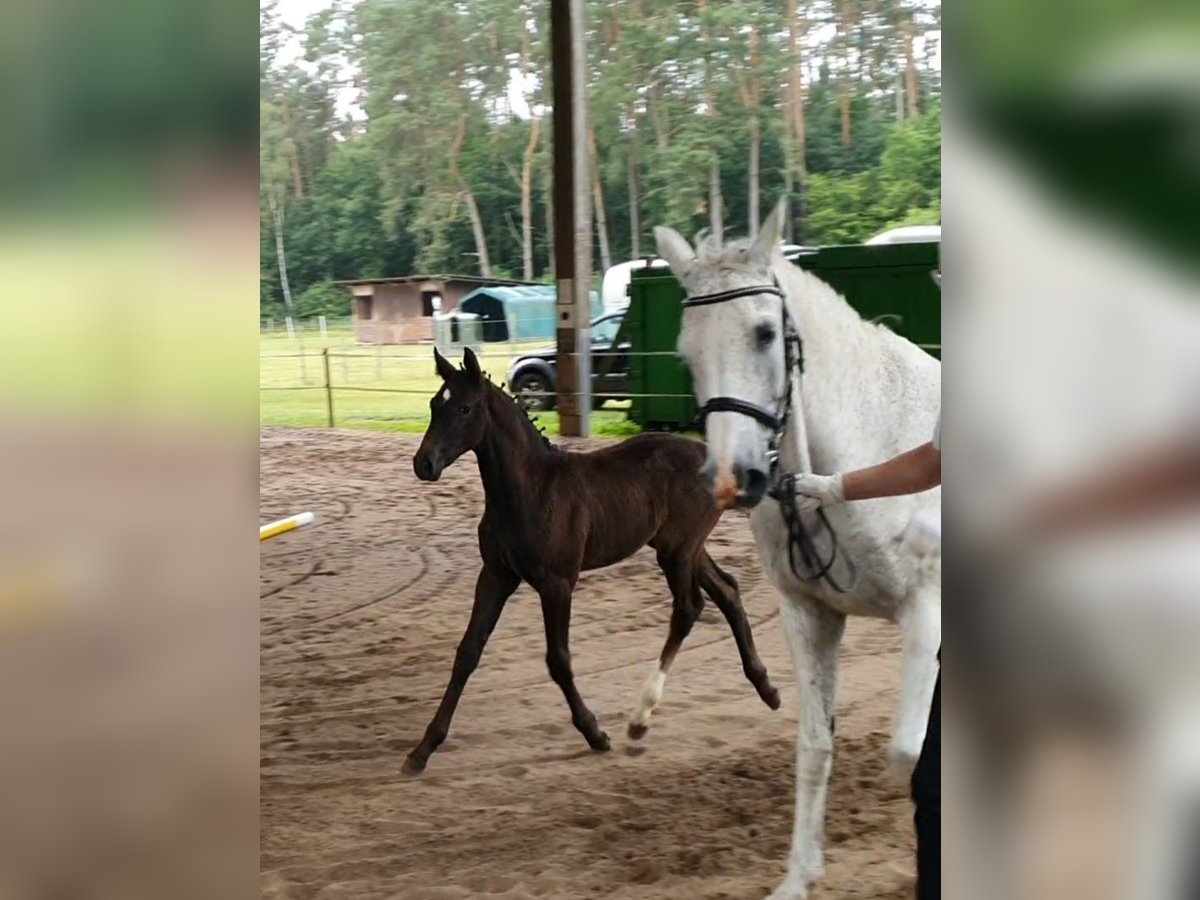 Klein Duits rijpaard Merrie Veulen (04/2025) 162 cm Zwartschimmel in Lankau