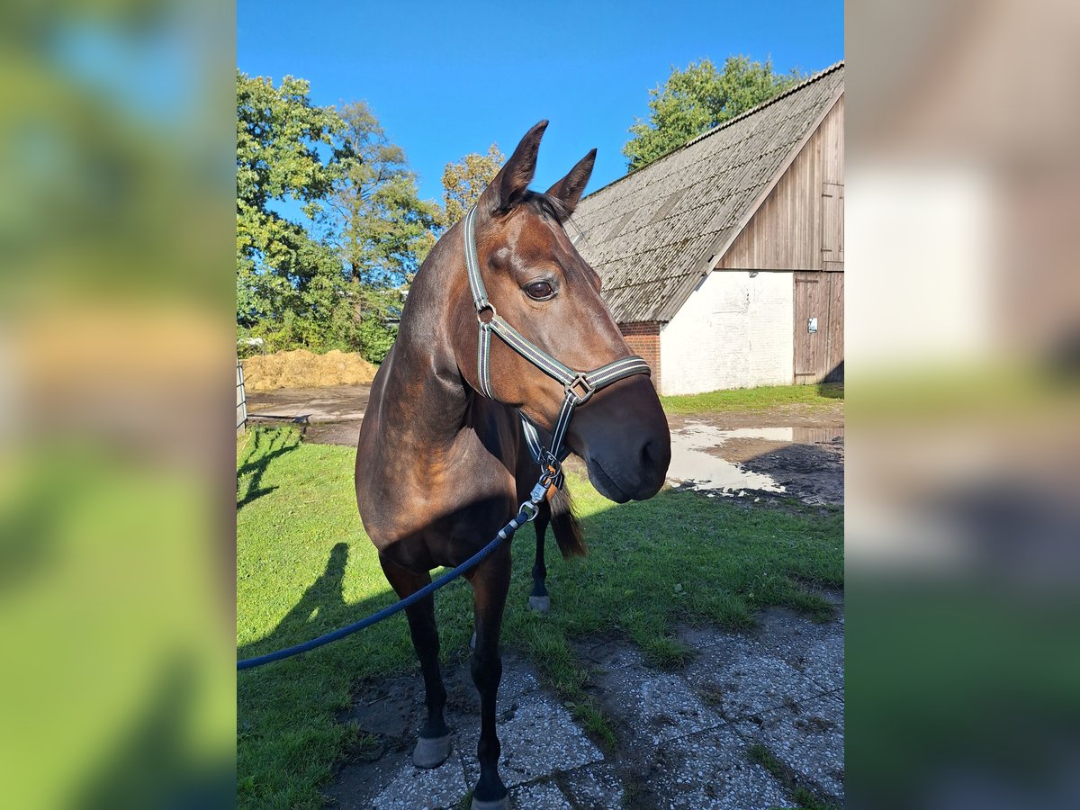 Klein Duits rijpaard Ruin 11 Jaar 161 cm Donkerbruin in Norderstedt