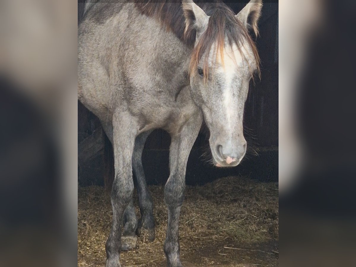 Klein Duits rijpaard Ruin 1 Jaar 137 cm Schimmel in Mülheim