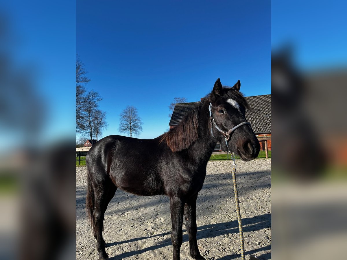 Klein Duits rijpaard Mix Ruin 2 Jaar 152 cm Zwart in Südbrookmerland Victorbur