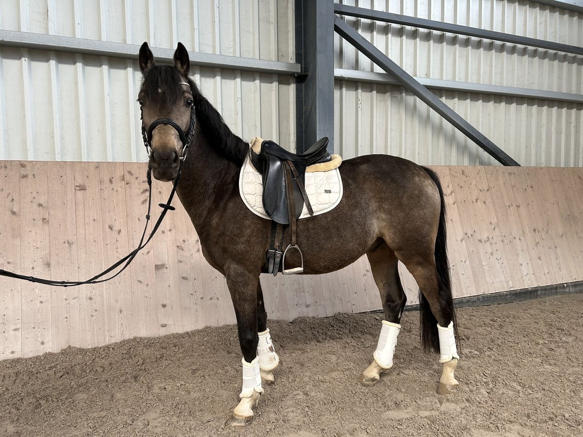 Klein Duits rijpaard Ruin 4 Jaar 153 cm Buckskin in Grevenbroich