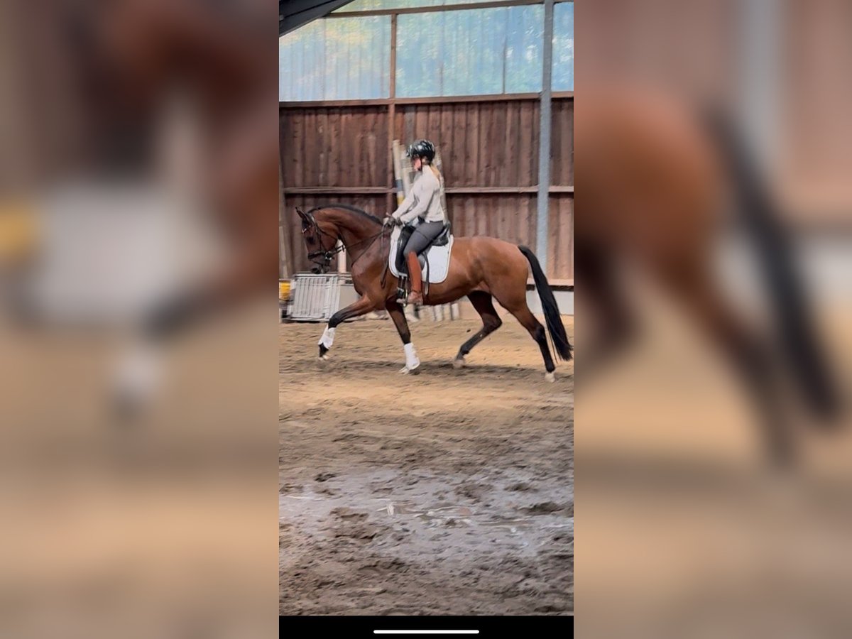 Jungpferdeausbildung/ Beritt / anreiten 