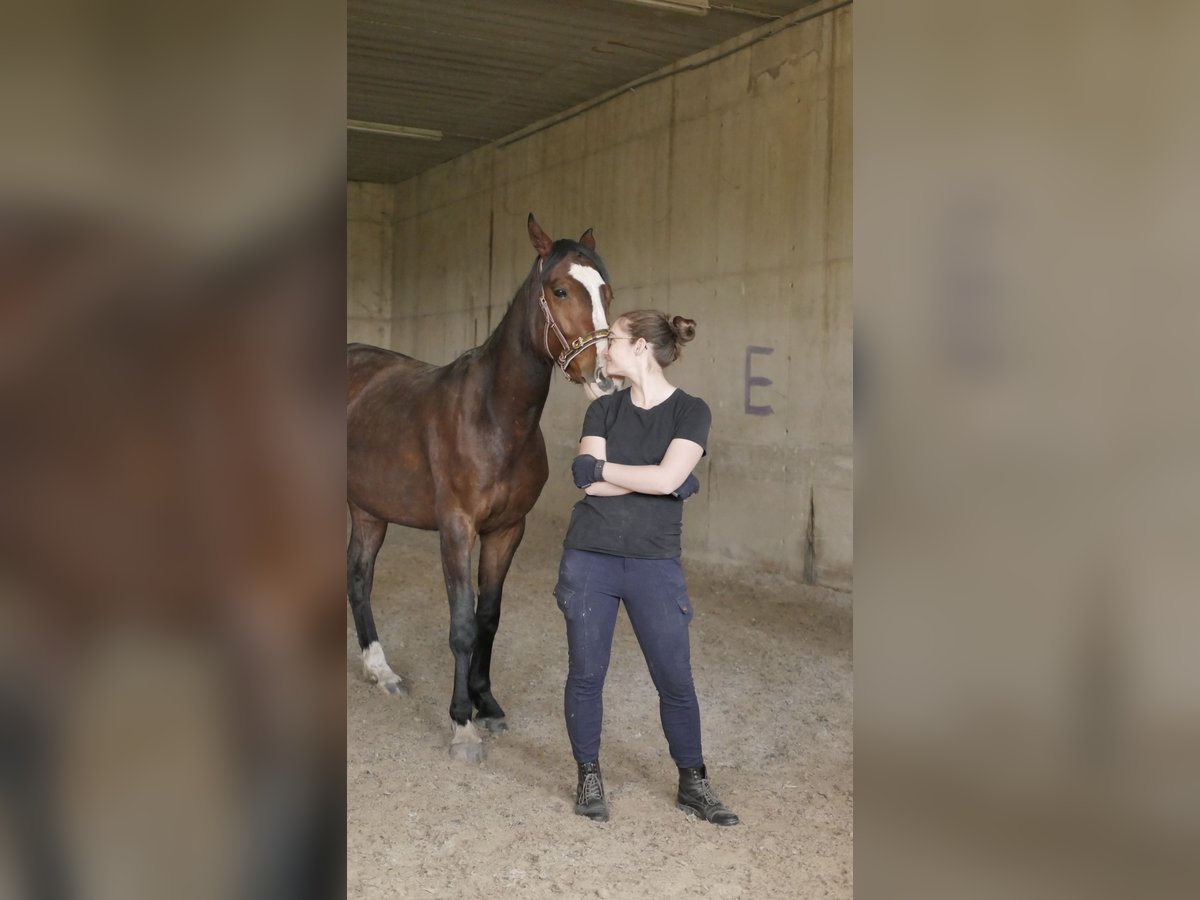 Mein Kopf, mein Pferd, mein Erfolg - Mentaltraining für Reiter
