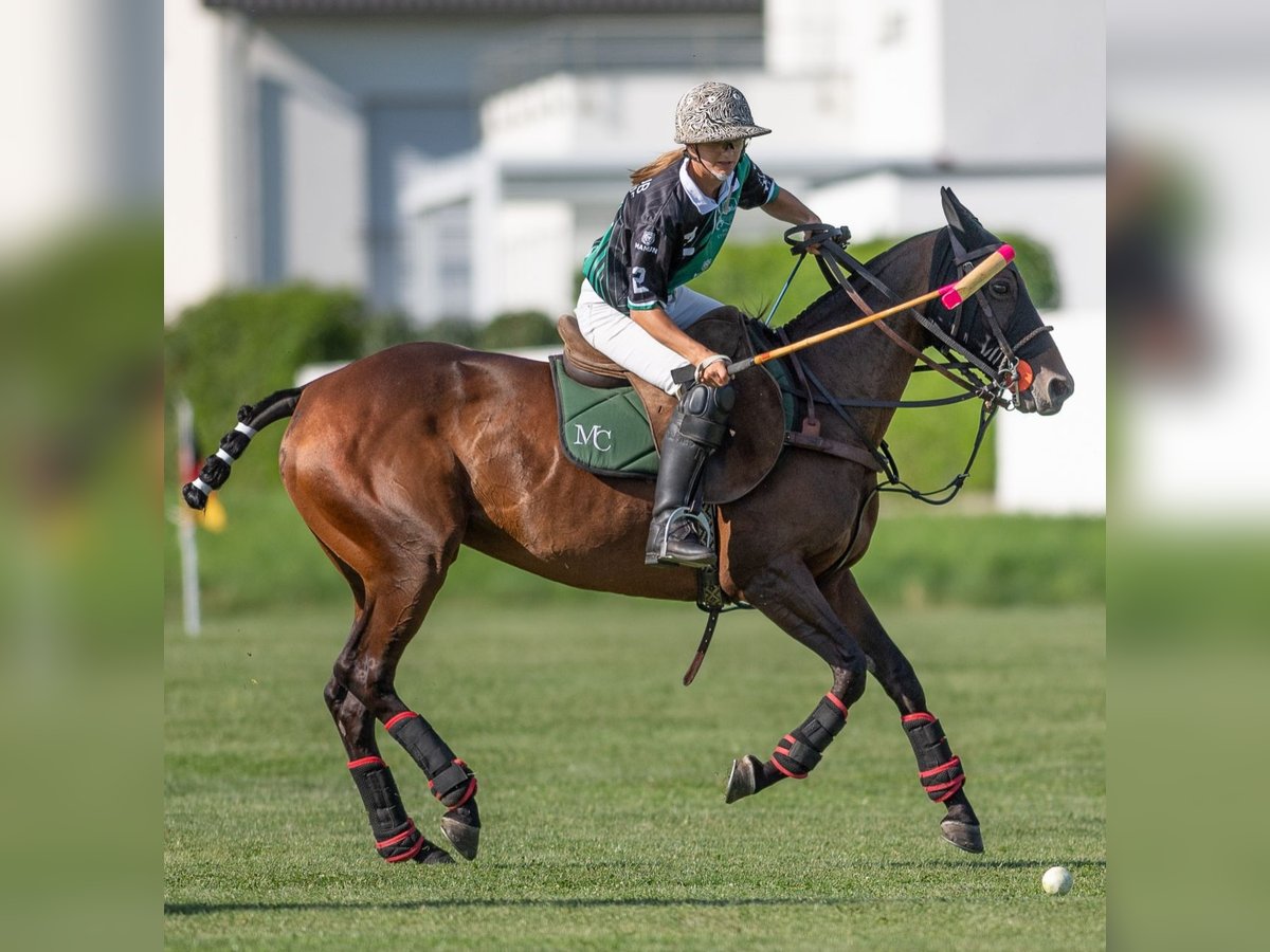Polo Schnupperkurs auf dem Ettikoner Hof