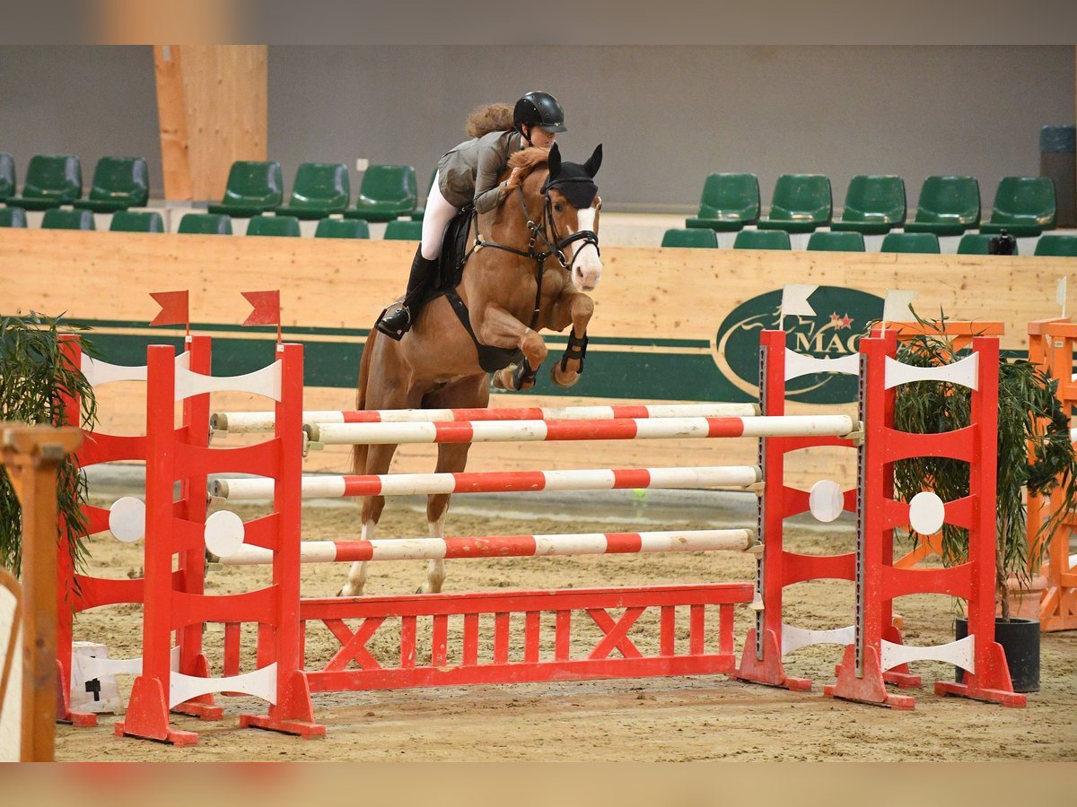 Boxes for rent/ students, young horse training 