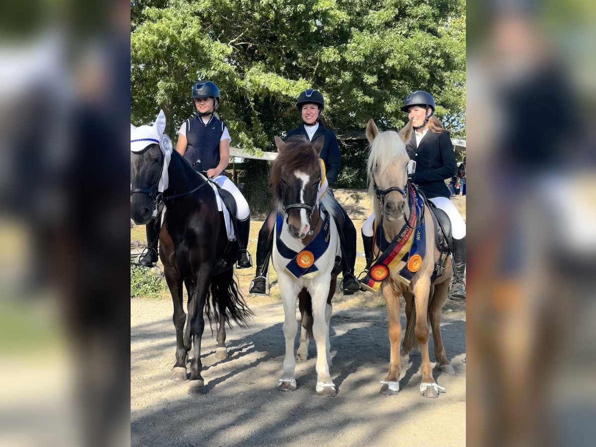 Gangpferde, Reitunterricht, Isländer, Tölt, Reitbeteiligung 