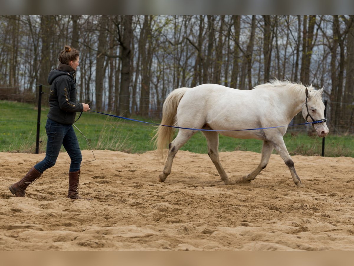 Mobiler Beritt & Unterricht in Sachsen