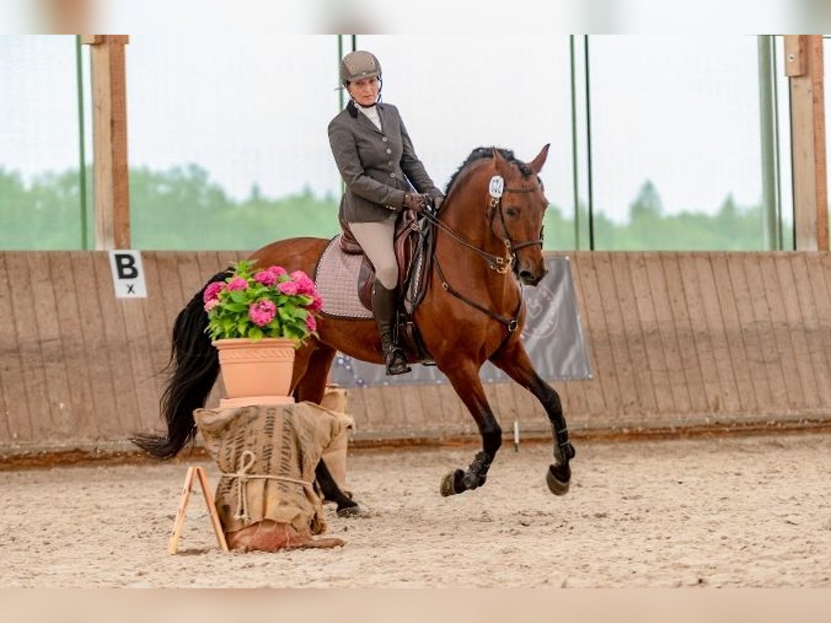 Mobiler Unterricht - mobile Trailkurse - Einführung in die Grundlagen der Working Equitation