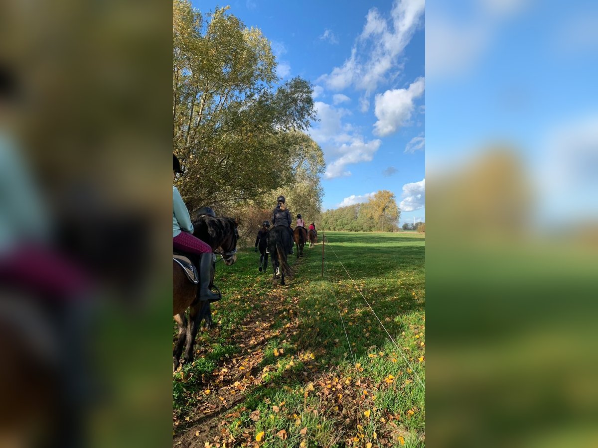 Reitunterricht für Kinder und Erwachsene! Freizeit Pferd Pony