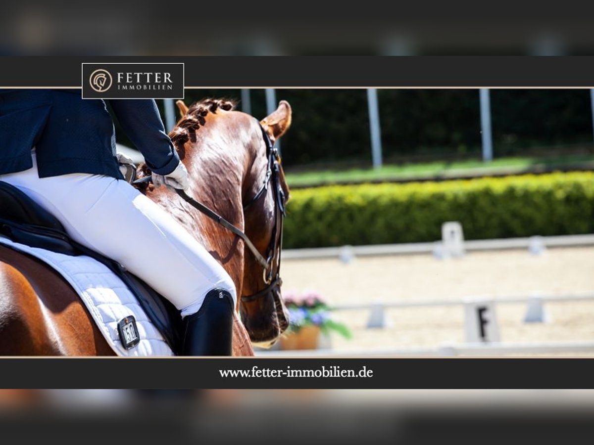 Diskrete Kundensuche – Reitanlage im Münsterland / Raum Warendorf gesucht Diskrete Kundensuche – Reitanlage im Münsterland / Raum Warendorf gesucht