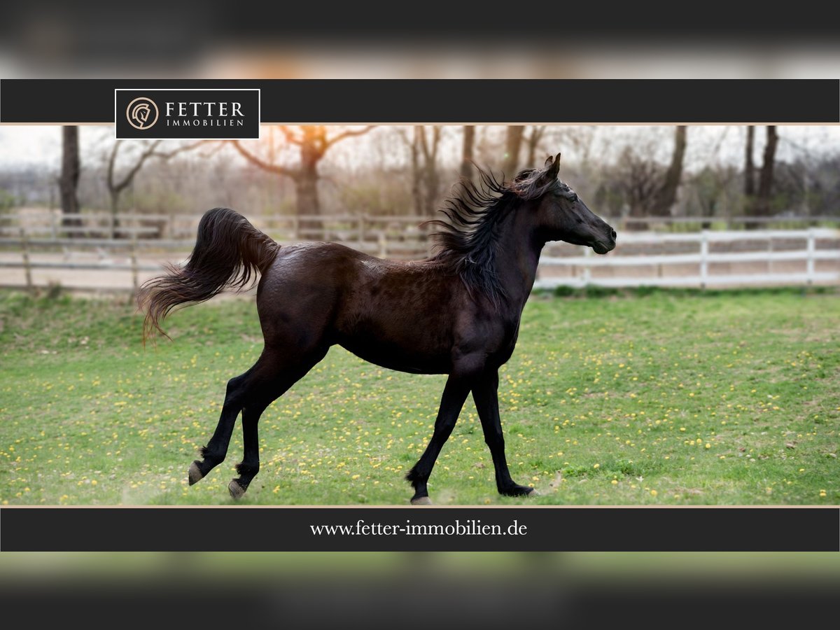 Diskrete Kundensuche – Reitsportanlage im Umkreis Bremen (1 Std. Fahrtzeit) Diskrete Kundensuche – Reitsportanlage im Umkreis Bremen (1 Std. Fahrtzeit)