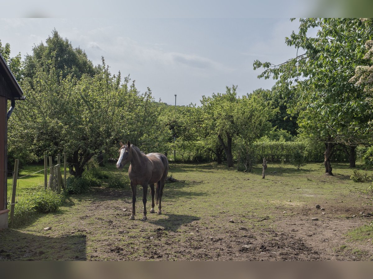 Equestrian Property of Possibilities – Countryside Living with Proximity to Services and Transport