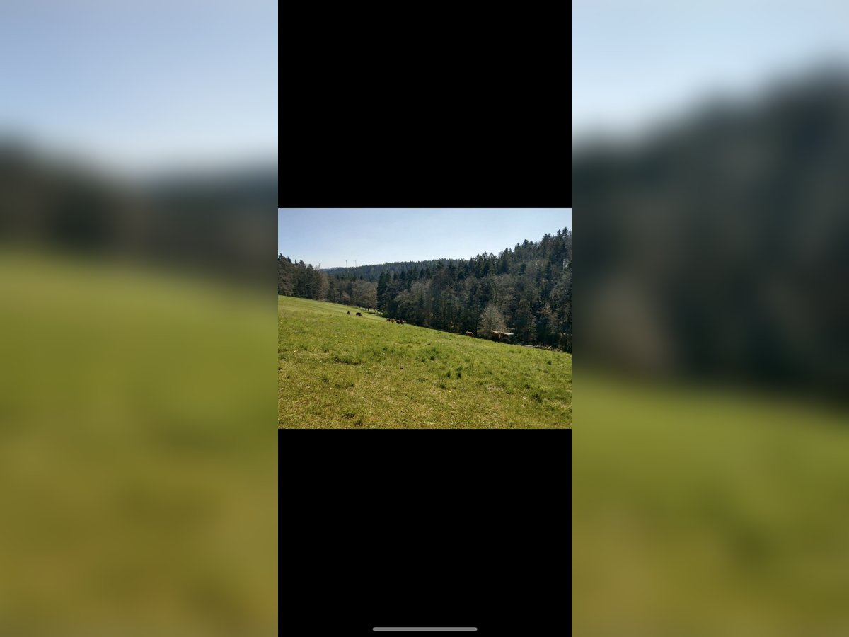 Moderne Reitanlage mit Ausbaupotenzial 
