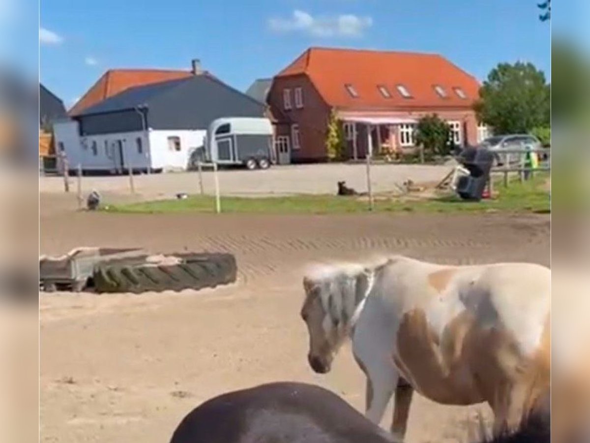 Pferdeanlage mit energetisch renoviertem Haus - Süddänemark nahe Flensburg ,46400qm