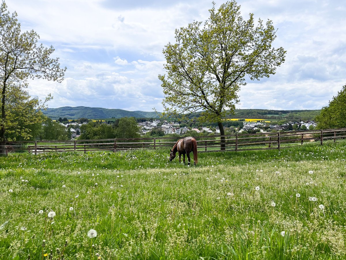 Private Reitanlage mit Panoramaweitblick vor den Toren von Bonn und Koblenz!