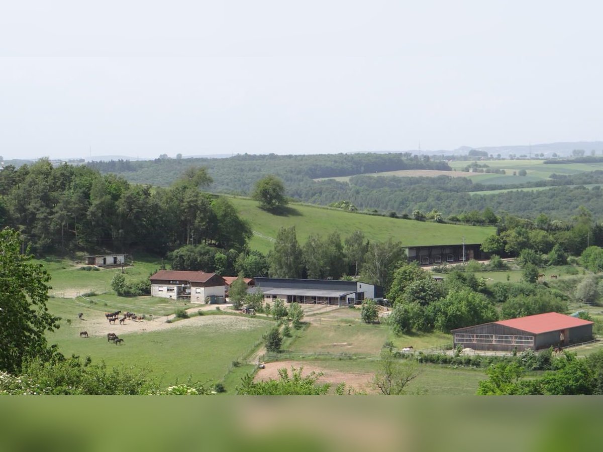 Reitanlage mit 18ha Eigengrund bei Zweibrücken